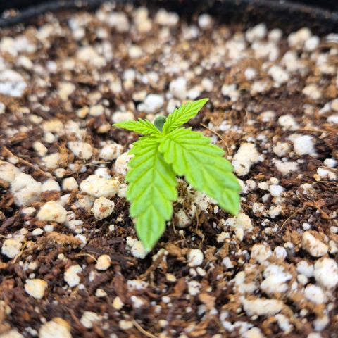 Super Skunk growlog timeline photo