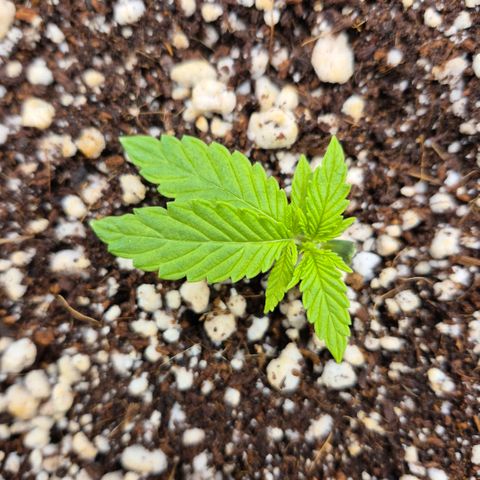 Super Skunk growlog timeline photo