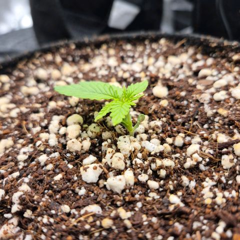 Super Skunk growlog timeline photo