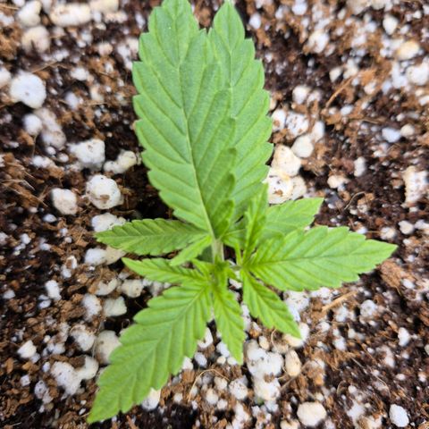 Super Skunk growlog timeline photo