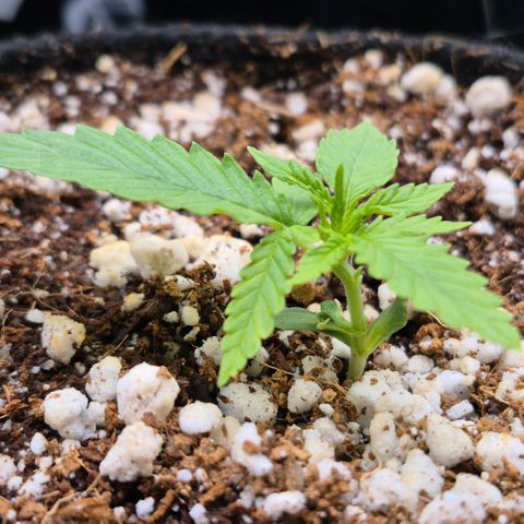 Super Skunk growlog timeline photo