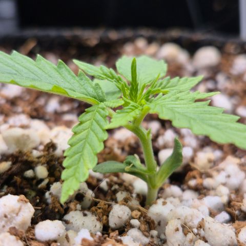 Super Skunk growlog timeline photo