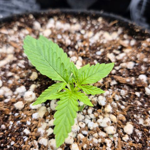 Super Skunk growlog timeline photo