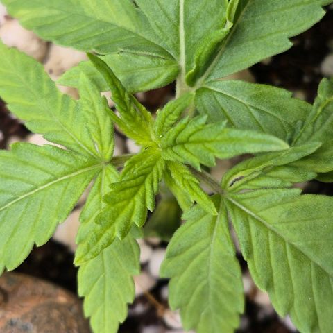 Super Skunk growlog timeline photo
