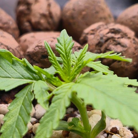 Super Skunk growlog timeline photo