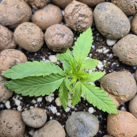 Super Skunk growlog timeline photo