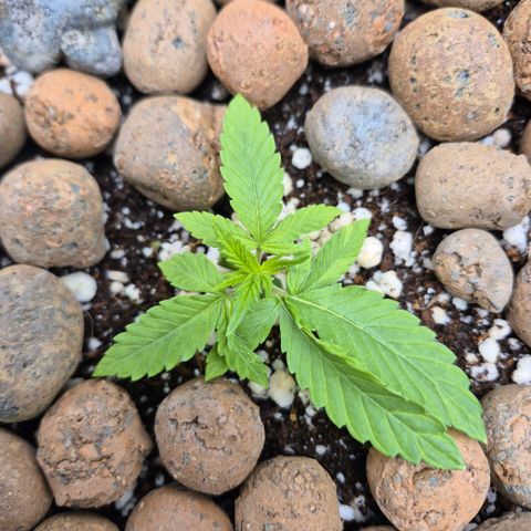 Super Skunk growlog timeline photo