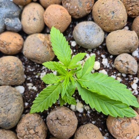 Super Skunk growlog timeline photo