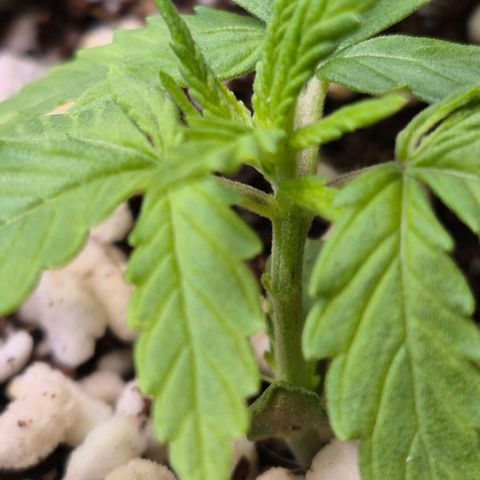 Super Skunk growlog timeline photo