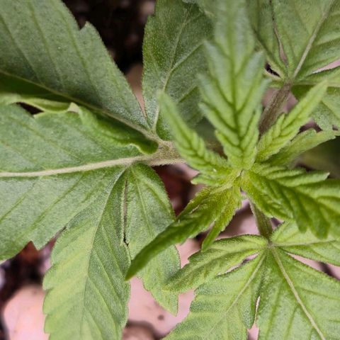 Super Skunk growlog timeline photo