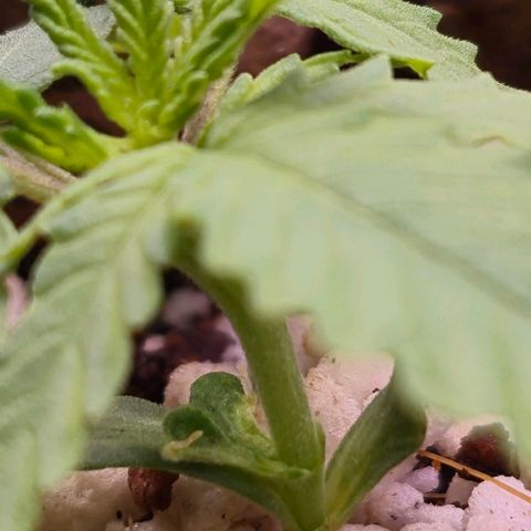 Super Skunk growlog timeline photo