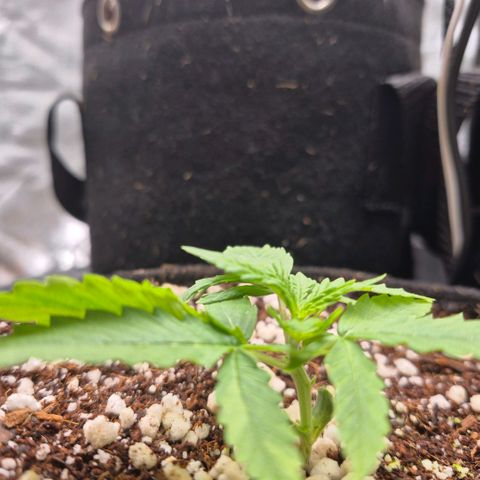 Super Skunk growlog timeline photo
