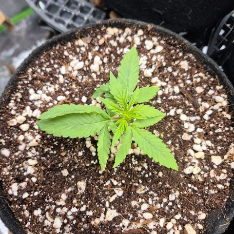 Super Skunk growlog timeline photo