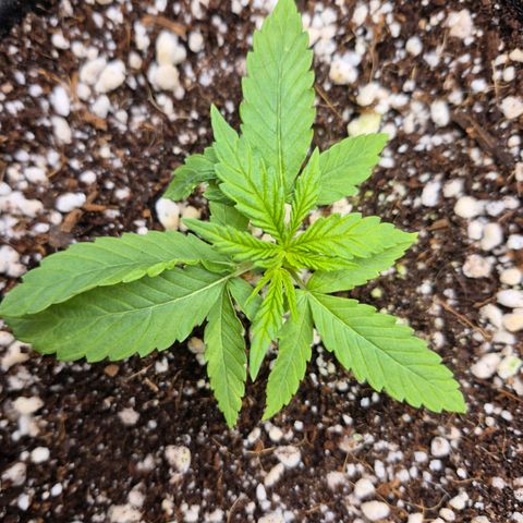 Super Skunk growlog timeline photo