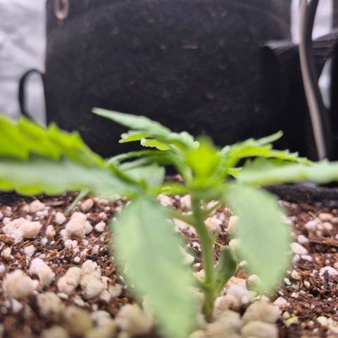 Super Skunk growlog timeline photo