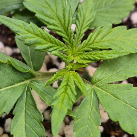 Super Skunk growlog timeline photo