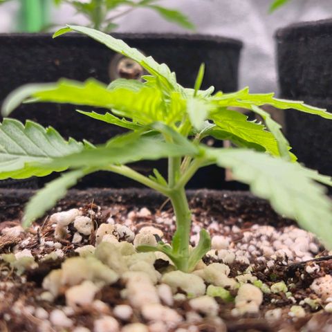 Super Skunk growlog timeline photo
