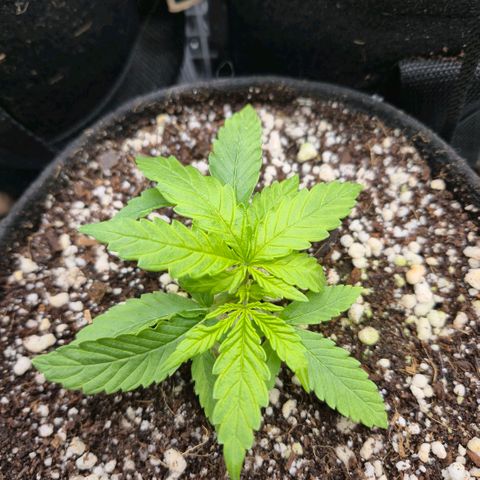 Super Skunk growlog timeline photo