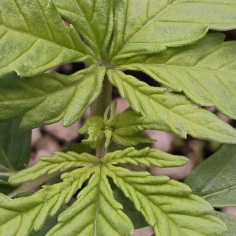 Super Skunk growlog timeline photo