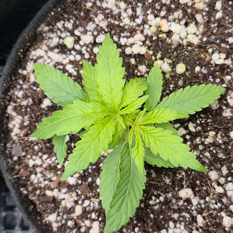 Super Skunk growlog timeline photo