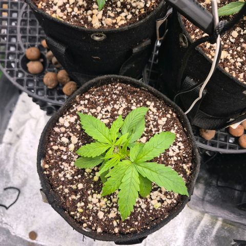 Super Skunk growlog timeline photo