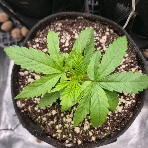 Super Skunk growlog timeline photo