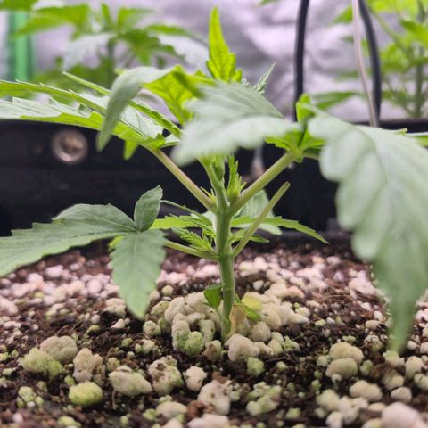 Super Skunk growlog timeline photo