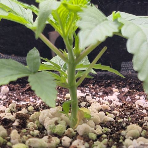 Super Skunk growlog timeline photo