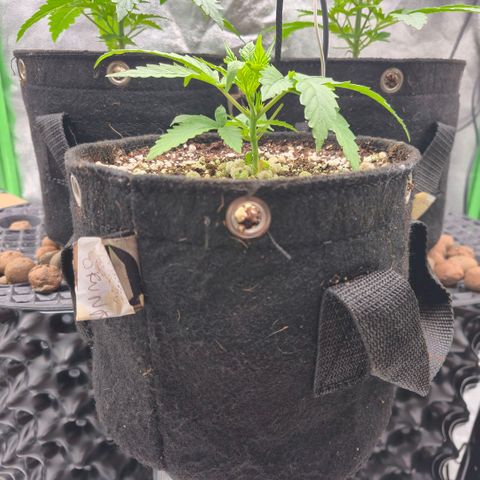 Super Skunk growlog timeline photo