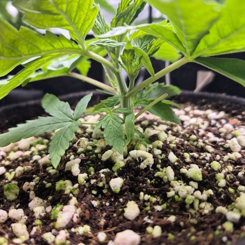 Super Skunk growlog timeline photo