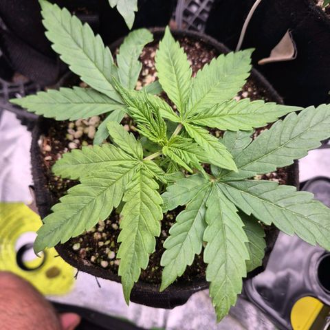 Super Skunk growlog timeline photo