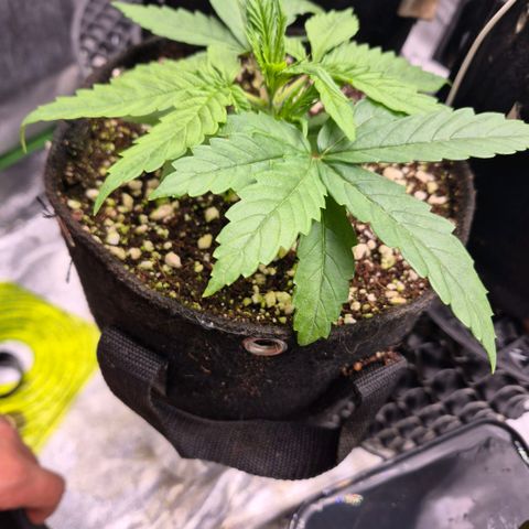 Super Skunk growlog timeline photo
