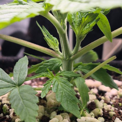 Super Skunk growlog timeline photo