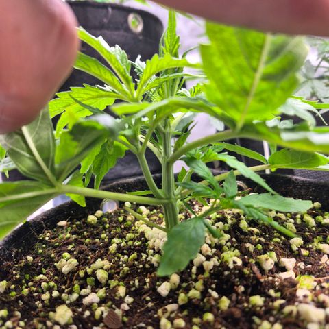 Super Skunk growlog timeline photo