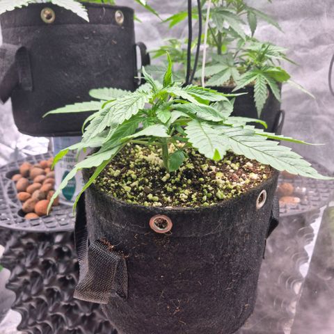 Super Skunk growlog timeline photo