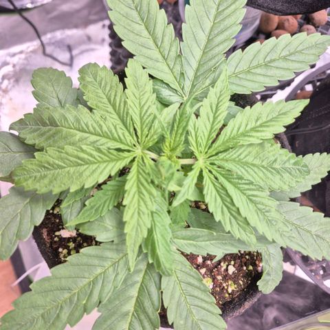 Super Skunk growlog timeline photo