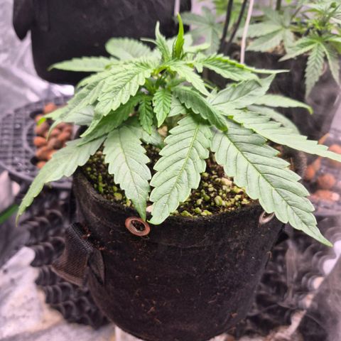 Super Skunk growlog timeline photo