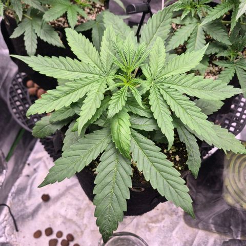 Super Skunk growlog timeline photo