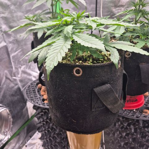 Super Skunk growlog timeline photo