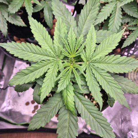 Super Skunk growlog timeline photo