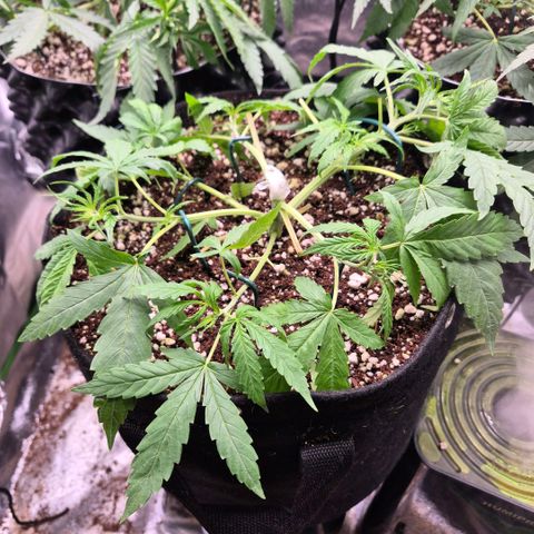 Super Skunk growlog timeline photo