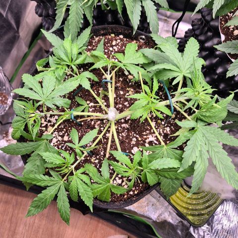 Super Skunk growlog timeline photo