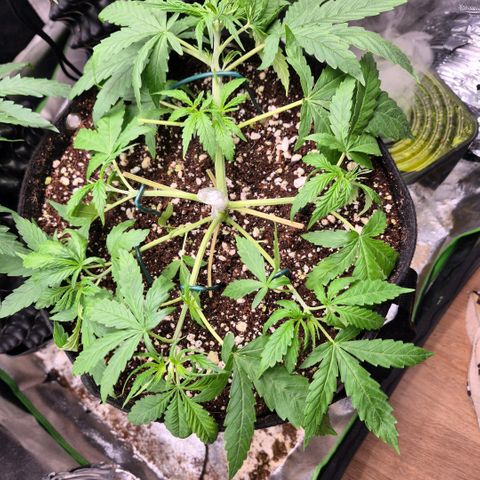 Super Skunk growlog timeline photo