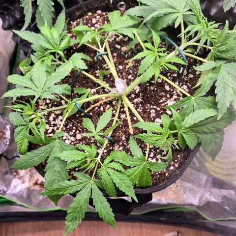 Super Skunk growlog timeline photo