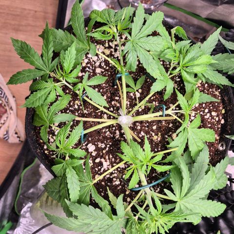 Super Skunk growlog timeline photo