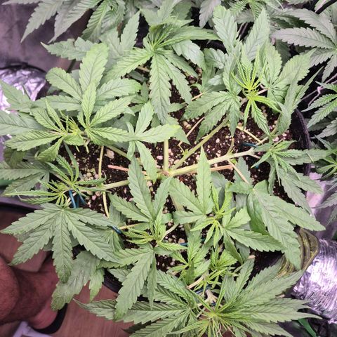 Super Skunk growlog timeline photo