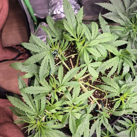 Super Skunk growlog timeline photo