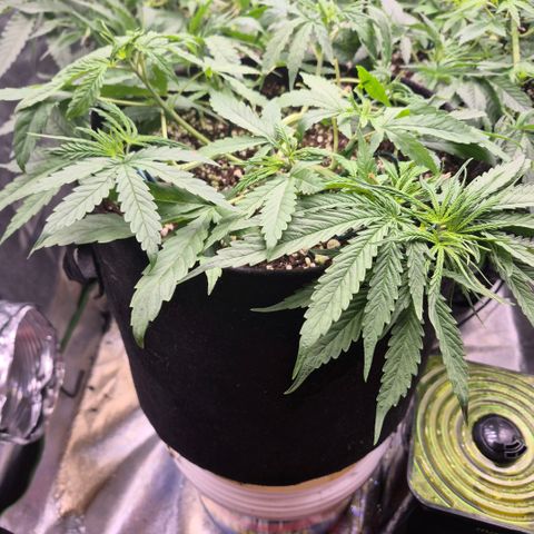 Super Skunk growlog timeline photo