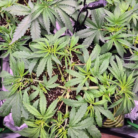 Super Skunk growlog timeline photo