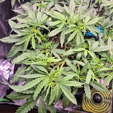 Super Skunk growlog timeline photo
